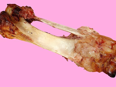 Pig's Trotter Bone Bone Residue Food Leg Bone 3d model