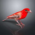 Vibrant Red Bird Standing on Black Surface with Gray Gradient Background