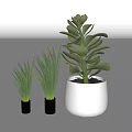 Green Leafy Potted Plants in Black and White Pots for Home Interior Decor