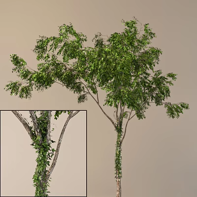 Lush Green Arbor with Vines Climbing on Trunk and Dense Foliage 3d model