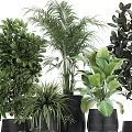Various Green Potted Plants With Large Leaves Different Shapes And Black Pots