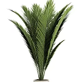 Lush Green Potted Palm Plant With Tropical Leaves For Indoor Decoration