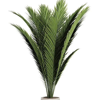 Lush Green Potted Palm Plant With Tropical Leaves For Indoor Decoration 3d model
