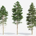 Three Tall Green Trees With Lush Foliage And Shadows On White Background