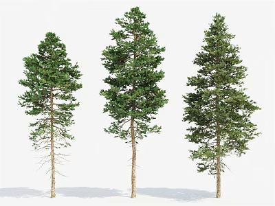 Three Tall Green Trees With Lush Foliage And Shadows On White Background 3d model