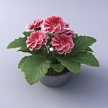Bonsai Potted Plant With Pink Flowers And Green Leaves In Gray Pot