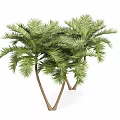 Towering Palm Trees With Lush Green Fronds And Slender Trunks In Outdoor Scene