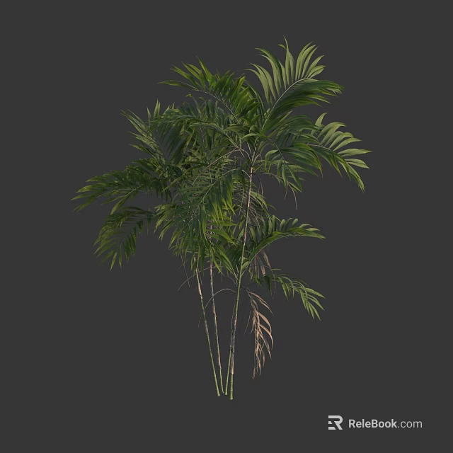 Lush Tropical Tree With Green Pinnate Leaves And Slender Trunks Appearance 3d model 