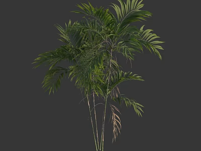 Lush Tropical Tree With Green Pinnate Leaves And Slender Trunks Appearance 3d model