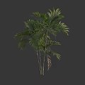 Lush Tropical Tree With Green Pinnate Leaves And Slender Trunks Appearance