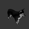 3D Rendered Husky Dog With Black And White Coat In Standing Pose On Gray Background