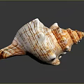 Orange And White Striped Conch Shell With Spiral Shape On Gray Background 3d model