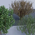 Various Shrubs Displaying Lush Green Brown Withered And Moderately Lush Foliage