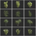 Various Arbor Tree Varieties Showing Different Foliage and Growth Habits for Landscaping