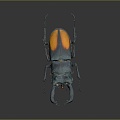 Modern Beetle Beetle Beetles Dung Beetles Scarab 3d model