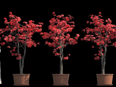 Red Leaf Potted Trees Against Black Background Three Decorative Plants with Vibrant Foliage 3d model