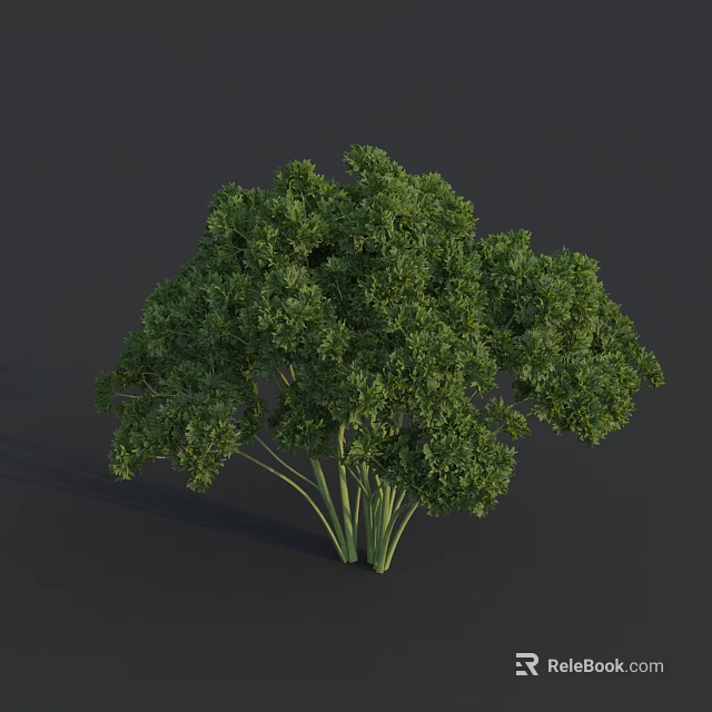 Fresh Green Parsley Bunch With Lush Leafy Stems On Dark Background 3d model 