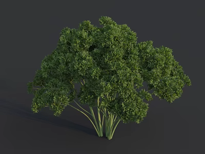 Fresh Green Parsley Bunch With Lush Leafy Stems On Dark Background 3d model