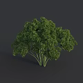 Fresh Green Parsley Bunch With Lush Leafy Stems On Dark Background