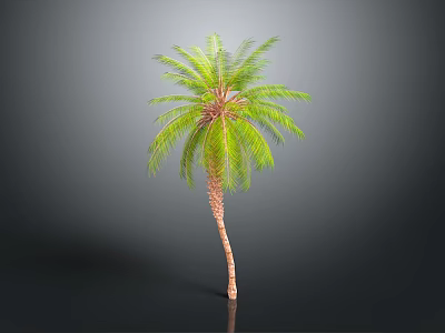Tall Palm Tree With Green Fronds And Brown Trunk On Gray Background 3d model