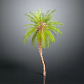 Tall Palm Tree With Green Fronds And Brown Trunk On Gray Background