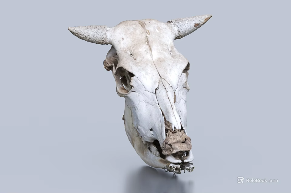 Professional Medical Devices For Bovine Skull Anatomical Study And Research Applications 3d model 
