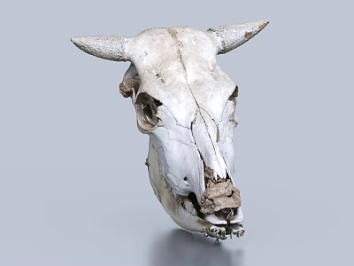 Professional Medical Devices For Bovine Skull Anatomical Study And Research Applications 3d model