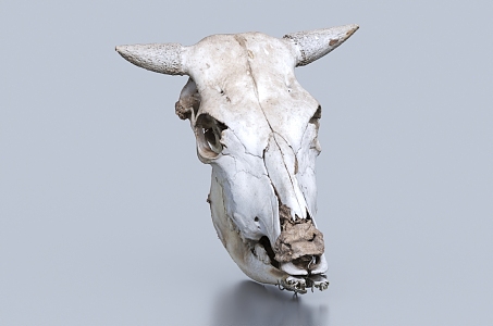 cattle bones skull remains animal skull 3d model