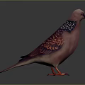 Pink Purple Feathered Pigeon With White Spotted Wings And Red Feet On Gray Gradient Background
