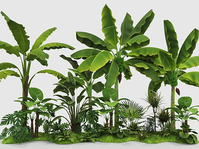 Lush Tropical Plant Combination With Banana Trees Ferns And Green Palm Foliage 3d model