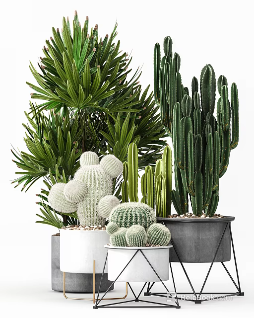 Diverse Bonsai Potted Plants With Cacti Palm Leaves And White Gray Pots 3d model 