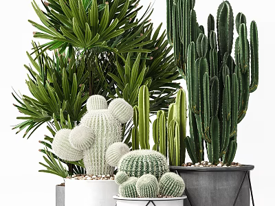 Diverse Bonsai Potted Plants With Cacti Palm Leaves And White Gray Pots 3d model