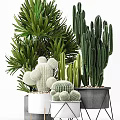Diverse Bonsai Potted Plants With Cacti Palm Leaves And White Gray Pots