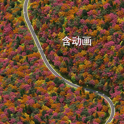 Scenic Autumn Forest View With Winding Road Through Vibrant Colorful Trees 3d model