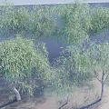 Group Of Tall Trees With Green Willow Like Leaves Slender Trunks And Natural Shadows