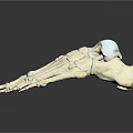 Medical Device Anatomical Foot Skeleton Model With Blue Connection Points For Orthopedic Study 3d model