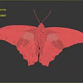 Vibrant Dark Winged Butterfly With Turquoise Green Spots On Gray Background