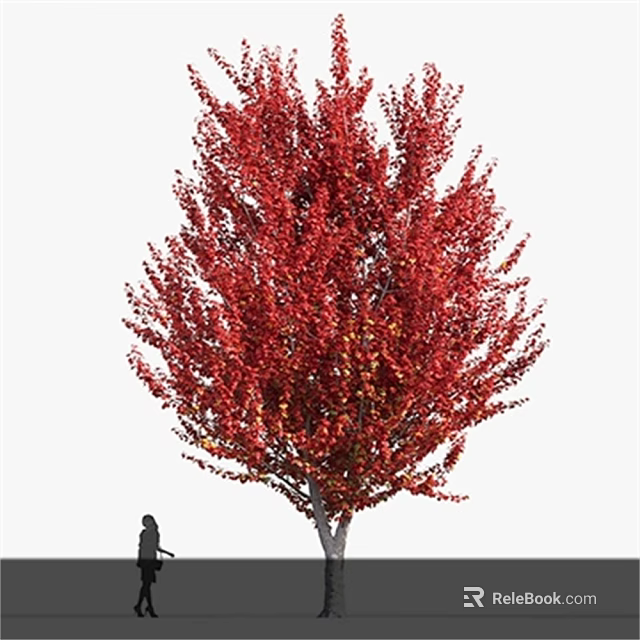 Tall Tree With Lush Vibrant Red Leaves And Person Standing Underneath 3d model 