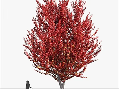 Tall Tree With Lush Vibrant Red Leaves And Person Standing Underneath 3d model
