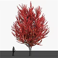 Tall Tree With Lush Vibrant Red Leaves And Person Standing Underneath