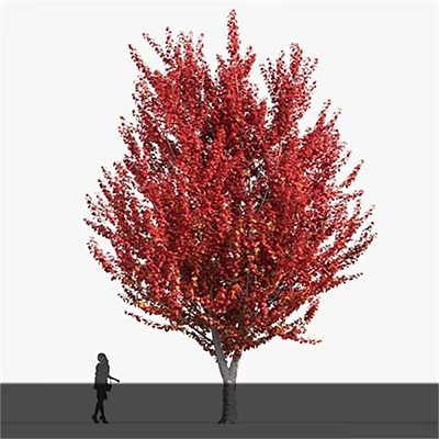 Tall Tree With Lush Vibrant Red Leaves And Person Standing Underneath 3d model