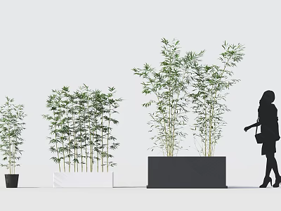 Various Sizes Bamboo Plants In Black White Planters With Pedestrian Silhouette 3d model