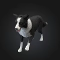 Black And White Border Collie Dog Walking With Dark Background In Studio