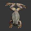 Frog Poison Frog Game Frog Reptile Cold Blooded Animal Reptile 3d model