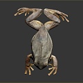 Frog Frog Frog Poison Frog Game Frog Reptile Cold Blooded Animal Reptile Reptile 3d model