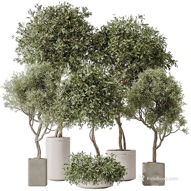 Vine Plants With Lush Green Foliage In White Planters For Home Decor 3d model 