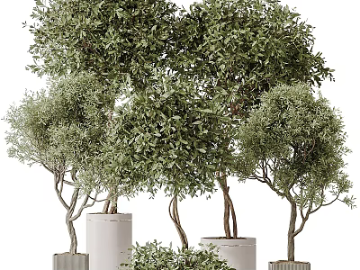 Vine Plants With Lush Green Foliage In White Planters For Home Decor 3d model