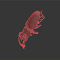Shiny Red And Black Beetle With Large Pincers Displayed On Dark Background