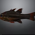 Red and Dark Red Striped Fish with Spiny Fins and Red Tail on Gray Background
