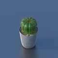 Bonsai Potted Cactus Plant in Gray Concrete Pot for Modern Indoor Home Decor